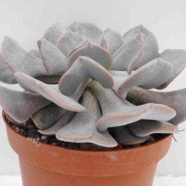 Echeveria cubic frost